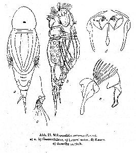 Wulfert, K (1940): Archiv für Hydrobiologie 36 